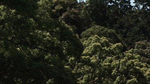 Sunlit trees blowing in the breeze Stock Footage 86867537