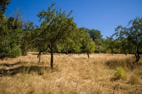 Sunlit trees in dry grass Stock Photos