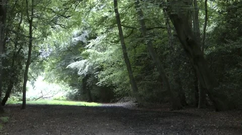 Sunlit Trees in  Epping Forest Stock Footage 41426550