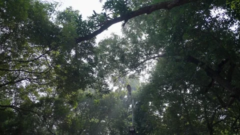 Sunlit Trees Glowing in Daylight, Embracing Nature's Beauty Video stock 290169638
