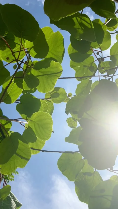 Sunlit Trees: Leaves Swaying in the Wind, Blue Sky Video stock 274363688