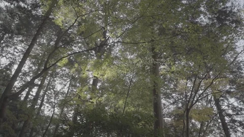 Sunlit Trees with River Stream Sound Log Stock Footage 345476891