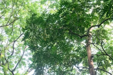 Sunlit Tropical Canopy Pattern with Dense Leaf Texture Stock Photos