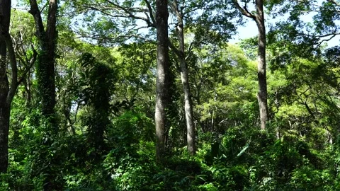 Sunlit Tropical Forest Canopy and Ancient Tree Trunks 스톡 동영상 343591067