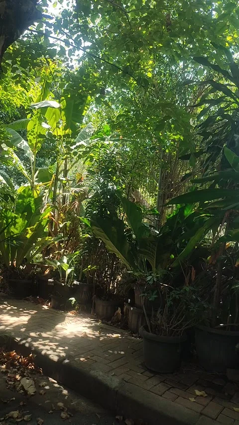 Sunlit Tropical Garden Pathway with Lush Green Foliage, Vertical Stock Footage 345548642