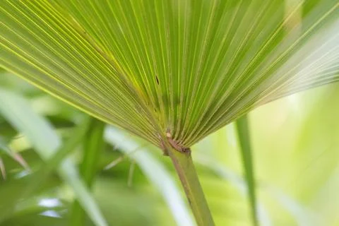 Sunlit Tropical Palm Leaf Close-Up, texture and pattern of Palm Leaf Stock Photos