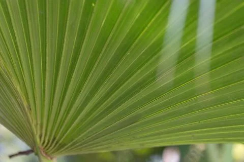 Sunlit Tropical Palm Leaf Close-Up, texture and pattern of Palm Leaf 库存照片