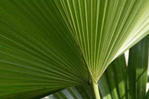Sunlit Tropical Palm Leaf Close-Up, texture and pattern of Palm Leaf Stock Photos