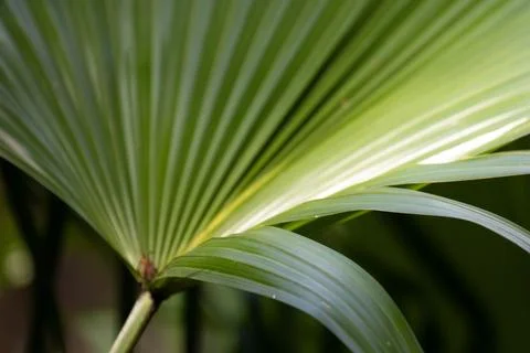 Sunlit Tropical Palm Leaf Close-Up, texture and pattern of Palm Leaf Stock Photos