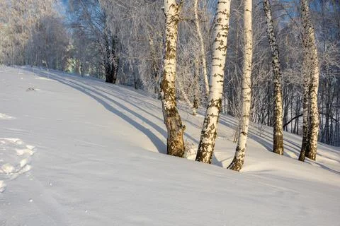 Sunlit trunks of birch trees in deep snow.	 Stock Photos