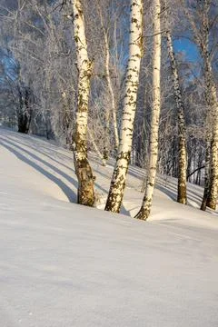 Sunlit trunks of birch trees in deep snow.	 Stock Photos