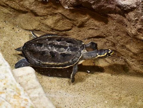 Sunlit turtle with textured shell and markings. Serene turtle resting on ro.. Stock Photos