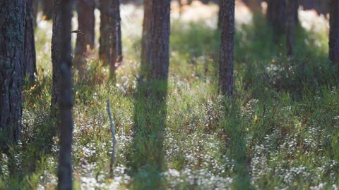 Sunlit undergrowth in the pine forest. Slow-motion parallax shot. Stock-Footage 266413301