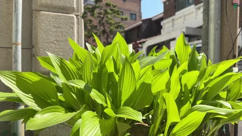 Sunlit Vibrant Green Hosta Leaves Backlit Close Up Stockbeeldmateriaal 337548403