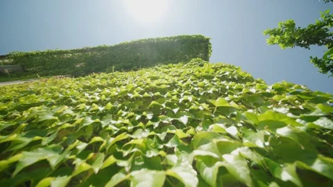 Sunlit vine covered building wall with vent and tree branch tilt up Stock Footage 327013638