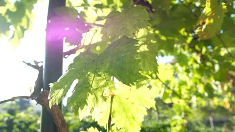 Sunlit Vines Stock Footage 108890811