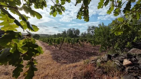 Sunlit Vineyard Framed by Green Oak Leaves in Rural Countryside Stock Footage 346073725