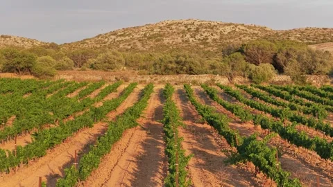 A sunlit vineyard with neat rows of grapevines stretching across reddish soil Stock Footage 346722722
