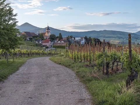 Sunlit vineyard path winds through rows of grapevines. Stock Photos