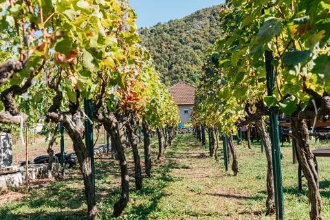 Sunlit vineyard rows and leafy aisle framed grapevines in mountain countrysid Stock Photos