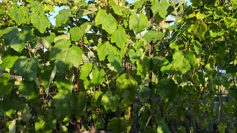 Sunlit vineyard rows with lush green grapevines and ripening clusters Stock Footage 337686656