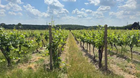 Sunlit Vineyard Rows Stock Photos