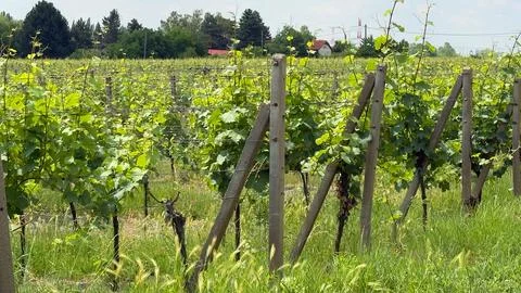 Sunlit Vineyard Rows Stock Photos