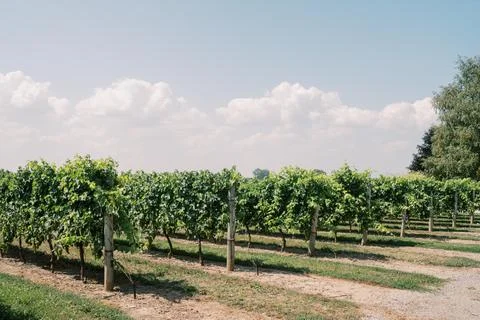 Sunlit Vineyard Rows Ready For Harvest Stock Photos
