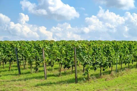 Sunlit Vineyards Stock Photos