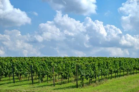 Sunlit Vineyards Stock Photos