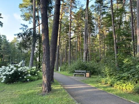 Sunlit Walking Path Through City Park Stock Photos