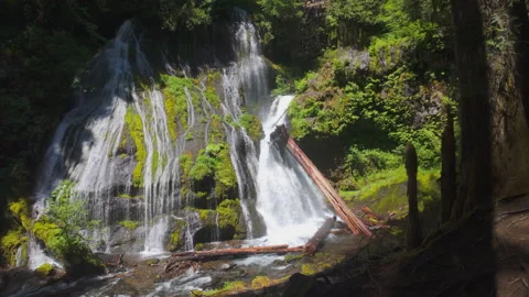 Sunlit Waterfall in the Lush Oregon Forest Video stock 294474534