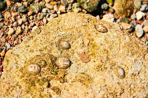Sunlit weathered rock with small embedded shells and rough natural texture,.. Stock Photos