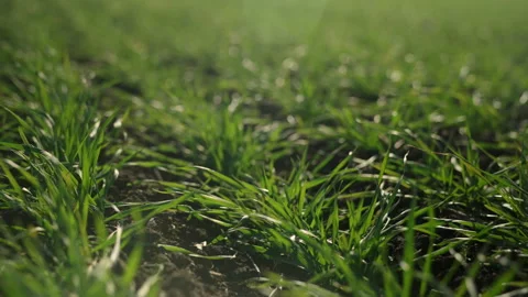 Sunlit Wheat Sprouts Close-Up - Fresh Young Shoots in Field Stock Footage 305276536