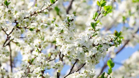 Sunlit white cherry blossom with red stamens and new green leaves Vídeo Stock 37964645