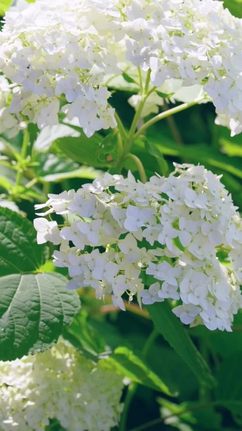 Sunlit white hydrangea clusters in garden with soft bokeh, layered leaves, and d Stock Footage 341662103