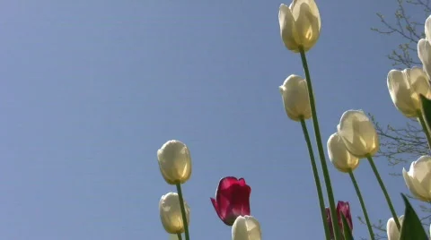 Sunlit white tulips blowing in the wind Stock Footage 410055
