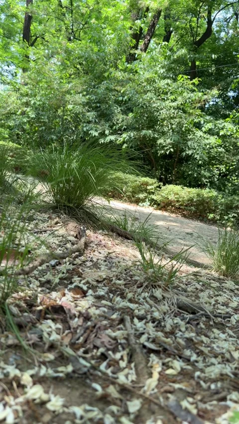 Sunlit Wild Grass and Fallen Petals Beside a Shaded Forest Path Stock Footage 340413772