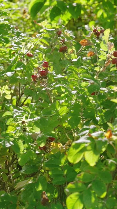 Sunlit wild rose hedge with ripening rose hips and gentle leaf motion in breezy  Stock Footage 345400907