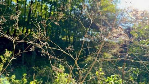 Sunlit Wild Stems with Spider Web in Forest Stock Footage 318849281