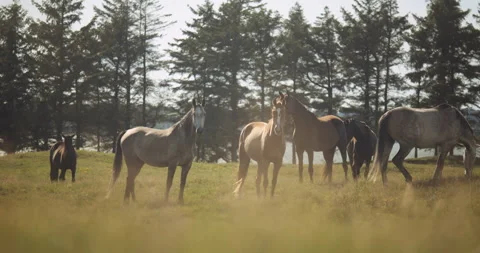 Sunlit Wildhorses In Meadow Stock Footage 140347960
