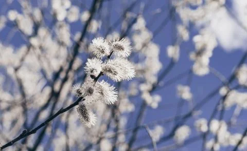 Sunlit willow branches in bloom on blue sky background. Stock Photos