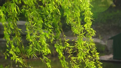 Sunlit Willow Branches Hanging Over Calm Water, Close-up Video stock 337411991