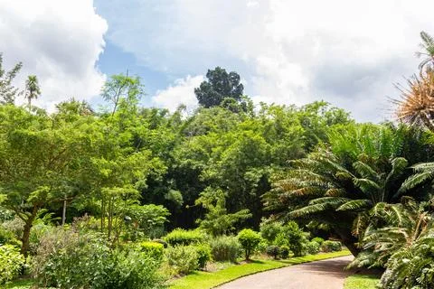 A sunlit winding path leads through the lush tropical greenery Stock Photos