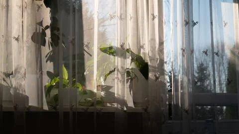 Sunlit Window View with Potted Plants and Subtle Bird Pattern Curtains: a G.. Stock Photos