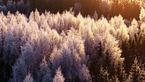 Sunlit Winter Forest Canopy at Golden Hour Stock-Footage 331037899