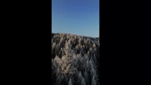 Sunlit winter forest covered in snow. Aerial 4K drone footage. Stock Footage 296550609