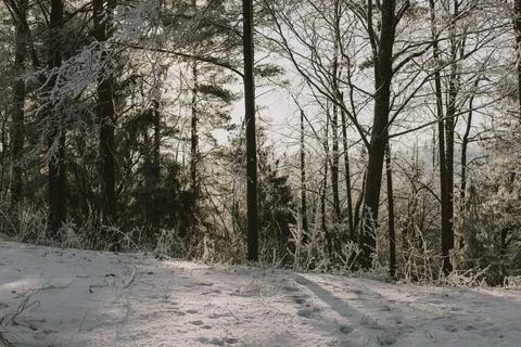 Sunlit Winter Forest with Frosted Trees and Fresh Snow Stock Photos