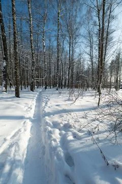 Sunlit winter passage lined with birch. Warm lowangle light creating long shadow Stock Photos