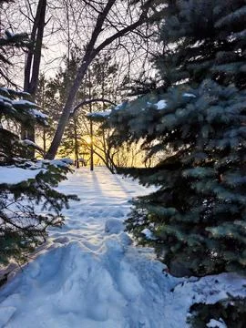 Sunlit winter pathway through snow-covered trees Stock Photos